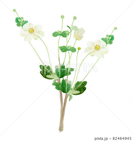 Anemone hupehensis var. japonica シュウメイギクの水彩イラスト 82464945