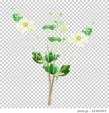 Anemone hupehensis var. japonica シュウメイギクの水彩イラスト 82464945