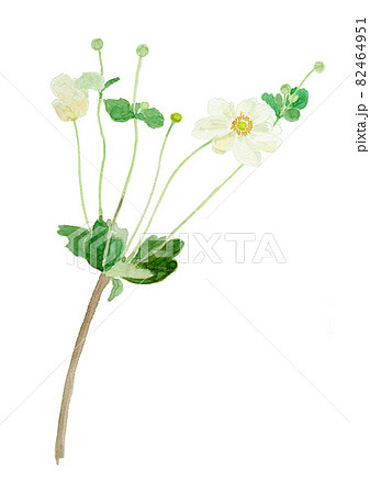 Anemone hupehensis var. japonica シュウメイギクの水彩イラストのイラスト素材 [82464951] - PIXTA