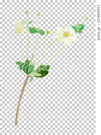 Anemone hupehensis var. Japonica watercolor illustration of Japanese anemone 82464951