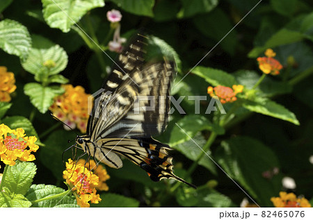 花の蜜を吸う蝶 アゲハチョウ 花の蜜を吸う蝶 アゲハチョウ 82465076