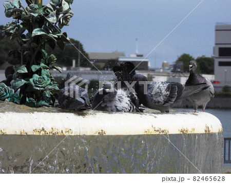 ヴェルニー公園 Verny park ヴェルニー公園 Verny park 82465628