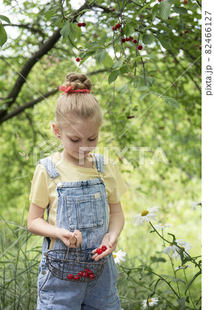 Little girl is picking cherries in the garden. 82466127