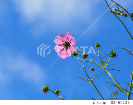 青空と秋桜 青空と秋桜 82466288