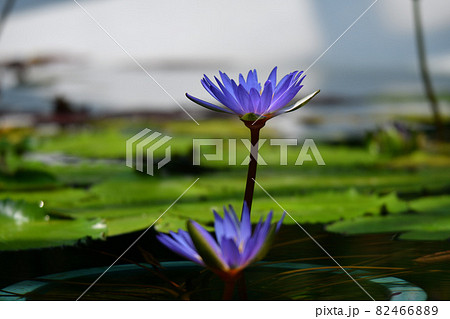 睡蓮の花 82466889