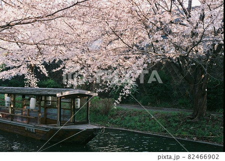 京都の桜屋形船1 82466902