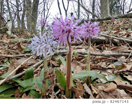 ショウジョウバカマ（秋田市）白花とピンクが隣り合って咲いていた。 82467143