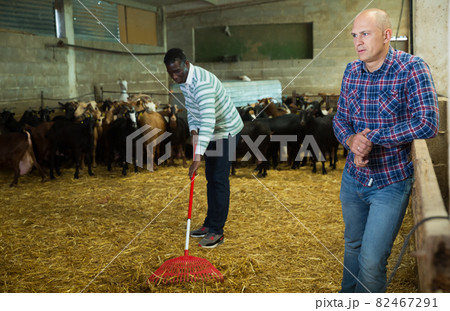 Two men working in goat barn 82467291