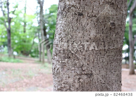 広葉樹の細い幹と枝 根、幹、枝葉を人間に例えると|自然栽培の教え | 達人の自然栽培米｜10