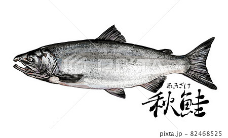 鮭のイラストのイラスト素材