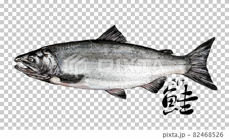 Salmon illustration 82468526