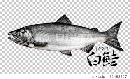 Salmon illustration 82468527