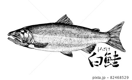 鮭のイラスト 82468529