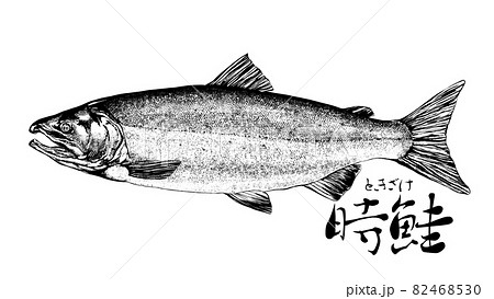 鮭のイラストのイラスト素材