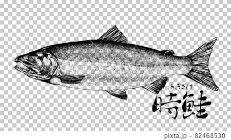 鮭のイラスト 鮭のイラスト 82468530