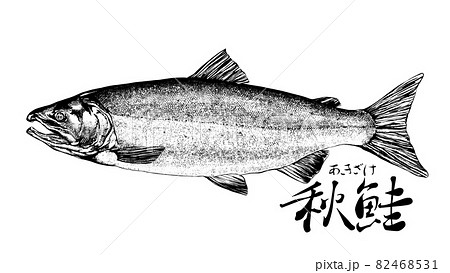 鮭のイラスト 82468531