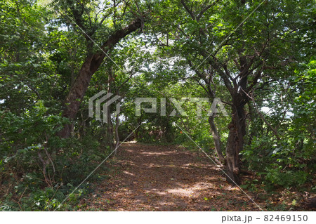 森の雑木林の道にあるアーチ形をした木の風景 森の雑木林の道にあるアーチ形をした木の風景 82469150