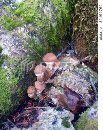 富士山の苔むした倒木に生えるナラタケ Honey Mushrooms on Mossy Fallen 82469760
