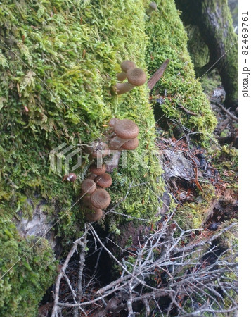 富士山の苔むした斜面に生えるナラタケ幼菌 Young Honey Mushrooms on Moss 82469761