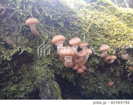 富士山の苔むした倒木に生えるナラタケ幼菌 Young Honey Mushrooms on Moss 富士山の苔むした倒木に生えるナラタケ幼菌 Young Honey Mushrooms on Moss 82469796