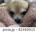 服に包まるの気持ちよさそうにしてるチワワ 82469915