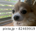 窓からの光で日向ぼっこするチワワ、バージョン2 82469919