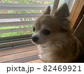 窓からの光で日向ぼっこするチワワ、バージョン1 82469921