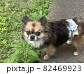 草が生えすぎてる庭に行こうとして躊躇してるチワワ 82469923