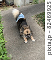 【奇跡の一枚】犬なのに猫みたいなポーズ！ 82469925