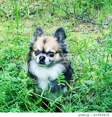 カッコいい、惚れ惚れする、凛々しすぎるチワワ! カッコいい、惚れ惚れする、凛々しすぎるチワワ! 82469928