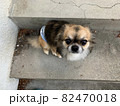 階段で座ってじっと見るチワワ 82470018
