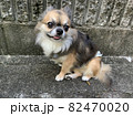 まるでペット雑誌の表紙のようなチワワの写真 82470020