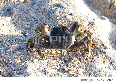 モクズガニ　川遊び　生き物　京都府 82471207