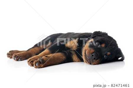 puppy rottweiler in studio puppy rottweiler in studio 82471461