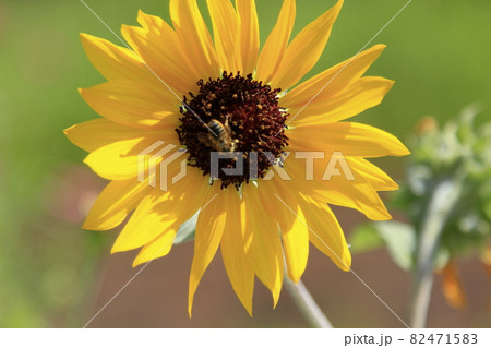 大牟田市　手鎌公園　花壇、 82471583