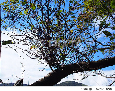 サクラ天狗巣病 サクラ天狗巣病 82471696