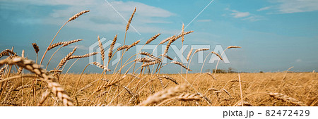 Field of ripe golden wheat against a cloudy sky 82472429
