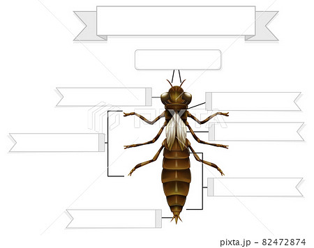 External Anatomy of a nymph of a dragonfly worksheet External Anatomy of a nymph of a dragonfly worksheet 82472874