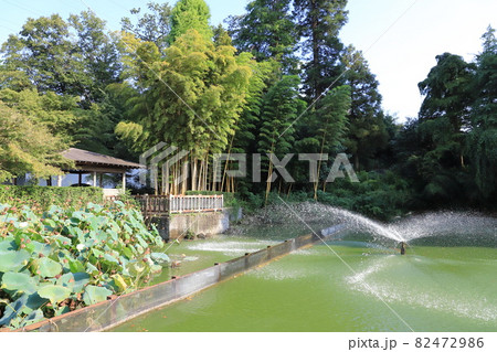 川口市立グリーンセンター　白鳥池そばの風景　埼玉県川口市 82472986