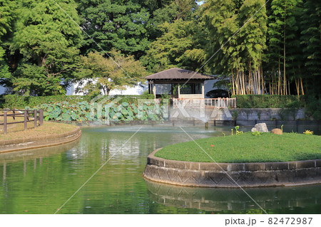 川口市立グリーンセンター 白鳥池そばの風景 埼玉県川口市 川口市立グリーンセンター 白鳥池そばの風景 埼玉県川口市 82472987