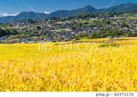 《長野県》黄金色の田園風景・秋の収穫時期 《長野県》黄金色の田園風景・秋の収穫時期 82473170
