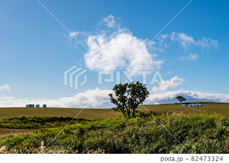 夜明けの朝霧と阿蘇五岳の秋の空に浮かぶ白い雲と押戸石の草原の風景 夜明けの朝霧と阿蘇五岳の秋の空に浮かぶ白い雲と押戸石の草原の風景 82473324