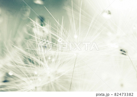 dandelion seeds with drops of water on a blue background close-up dandelion seeds with drops of water on a blue background close-up 82473382