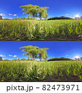 Full spherical 3D 360 degree panorama view, Forest and Park 360 image, VR AR content. 82473971