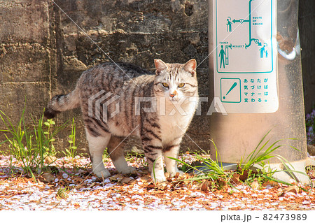 瀬戸内海の島の猫【男木島】 82473989