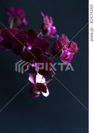 A branch of a beautiful orchid in bloom on a black background. Phalaenopsis of lilac and violet flowers. Minimalistic design A branch of a beautiful orchid in bloom on a black background. Phalaenopsis of lilac and violet flowers. Minimalistic design 82474269