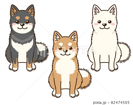 柴犬三色 82474505