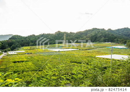 信州ぶどう 巨峰団地 信州ぶどう 巨峰団地 82475414