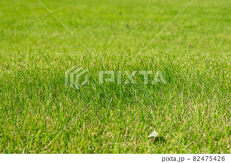 芝生のアップ 芝生のアップ 82475426