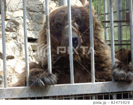 カメラ目線の熊 82475929
